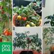 Cultivarea roșiilor într-un apartament în timpul iernii - experiență personală cu concluzii și soiuri
