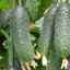 Caracterizarea și descrierea unui hibrid de castraveți lutoyar f1, cultivare și îngrijire