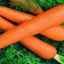 Caracteristicile și descrierea soiurilor de creștere a morcovului uriaș roșu
