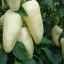 Caracterizarea și descrierea soiurilor de piper alb, cultivare și îngrijire