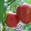 Caracterizarea și descrierea soiurilor de tomate batyan, cultivare și îngrijire
