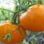 Caracteristicile și descrierea cultivatorului de tomate cașimon: cultivare și îngrijire