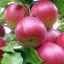 Mărul soiului kovalenkovskoe este un adevărat miracol al selecției bieloruse