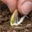 Când și cum să plantăm semințe de dovlecel în pământ deschis