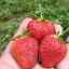 Descrierea varietății de căpșuni (căpșune sălbatică) vima xima