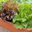 Salată pe pervaz: cum să o crești iarna în apartament